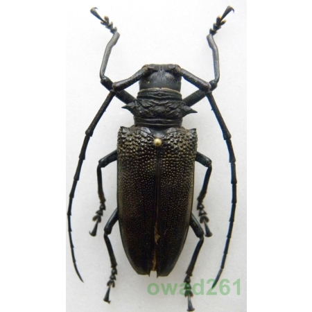 Batocera laena gracilis Kriesche, 1919 female Indonesia, Kei Is 43mm